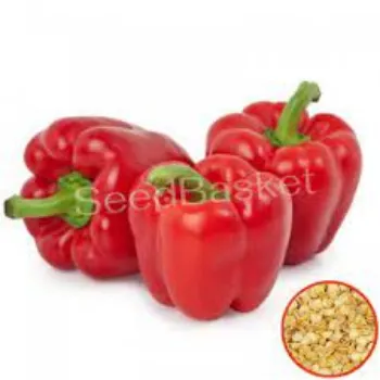 Organic Fresh Capsicum