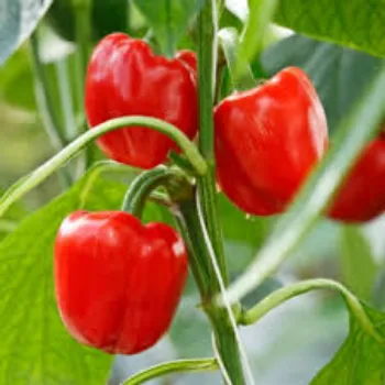  Red Capsicum