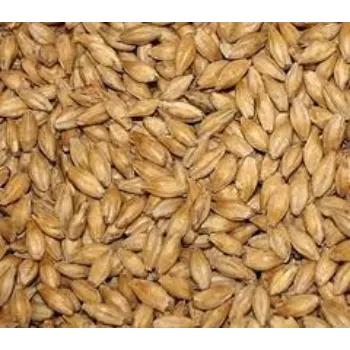 Organic Cattle Feed Barley