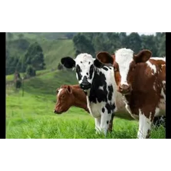 Cattle Feed Supplement