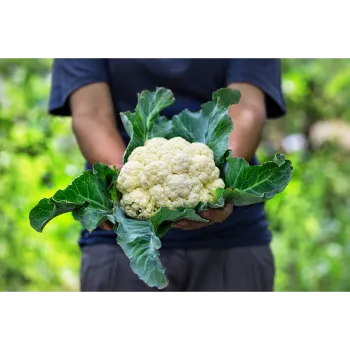  Fresh  Cauliflower