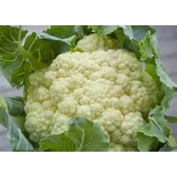 Organic Cauliflower