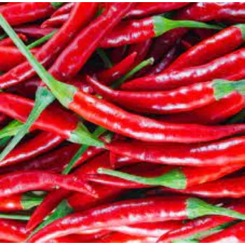 Organic Fresh Chilli