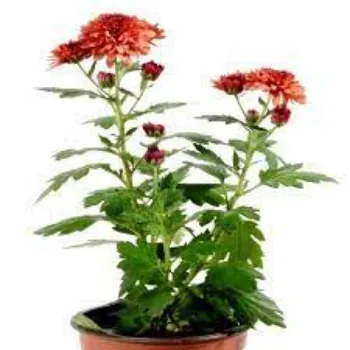 Chrysanthemum Plant