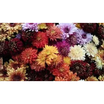 Natural Chrysanthemum Plant Manufacturer