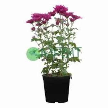 Common Chrysanthemum Plants Manufacturer