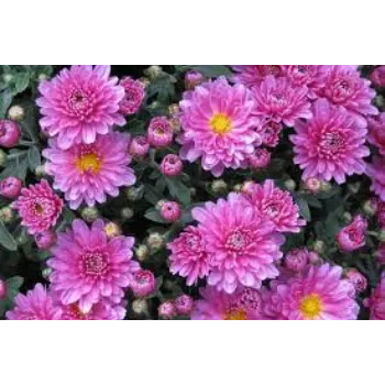 Pure Chrysanthemum Plant