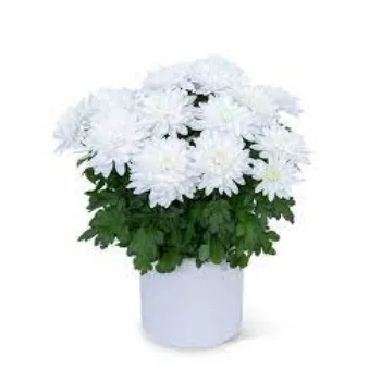  Chrysanthemum Plant