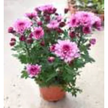 Chrysanthemum Plant