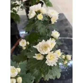 Fresh Chrysanthemum Plant Wholesale