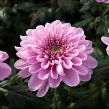 Organic Chrysanthemum Plants