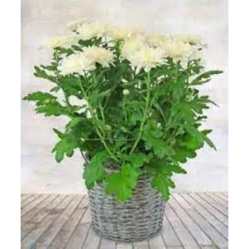 Common Chrysanthemum Plants