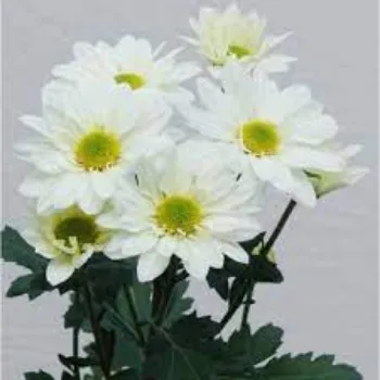 Natural Chrysanthemum Plant Manufacturer