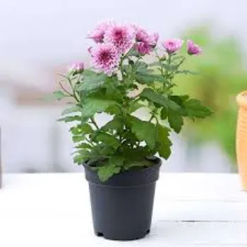 Natural Chrysanthemum Plants