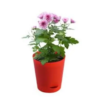 Chrysanthemum flower Plants Manufacturer