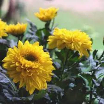 Organic Chrysanthemum Plant Manufacturer