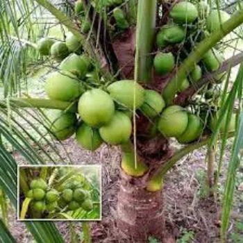 Natural Coconut Plant