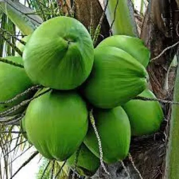 Natural Coconut Plants