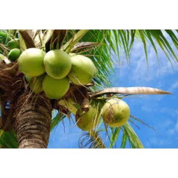 Coconut Plant