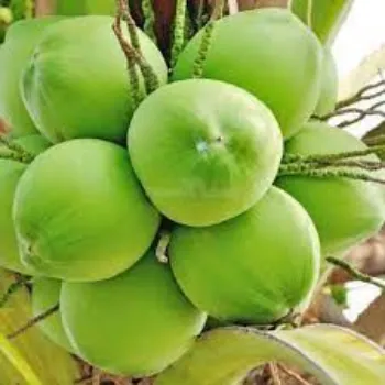 Organic coconut plant Manufacturer