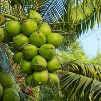 Common Coconut Plants