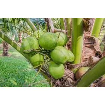 Natural Coconut Plants Manufacturer