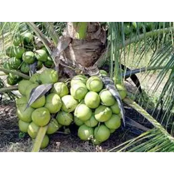 Natural Coconut Plants Manufacturer