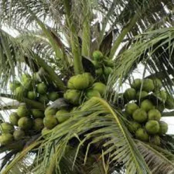 Fresh Coconut Plant