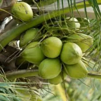 Coconut Plant Manufacturer