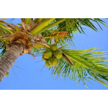 Organic Coconut Plant Manufacturer