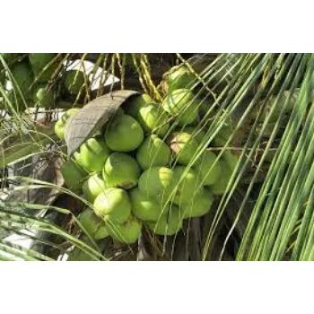 Organic Coconut Plant Manufacturer