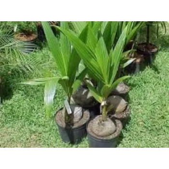 Common Coconut Plants Manufacturer