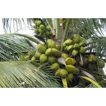 Pure Coconut Plant