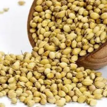 Coriander Seed