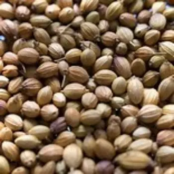 Coriander Seed