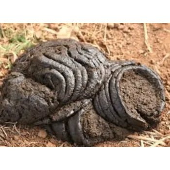 Organic Cow Dung