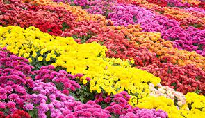 Chrysanthemum Plant