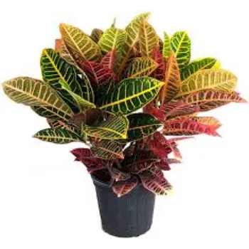 Croton Plant