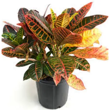 Organic Croton Plant