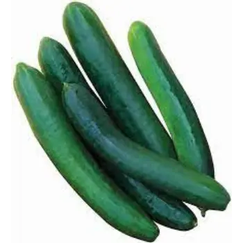 Organic Fresh Cucumber