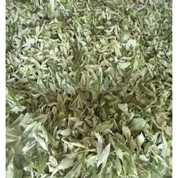 Curry Leaves