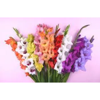 Natural Cut Flowers