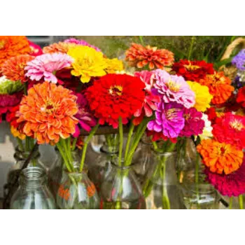 Organic Cut Flowers