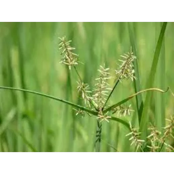 Natural Cyperus Rotundus Plant