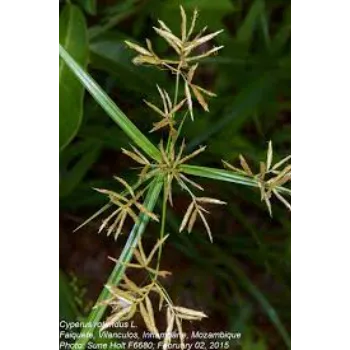 Cyperus Rotundus