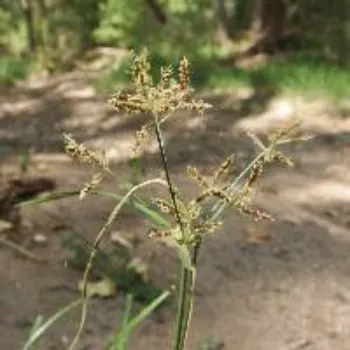 Cyperus Rotundus