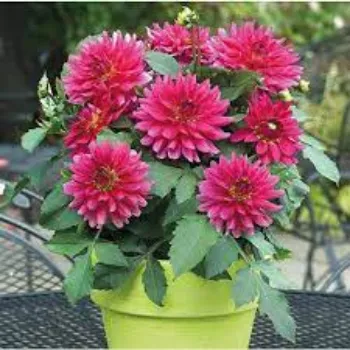 Organic Dahlia Plant Manufacturer