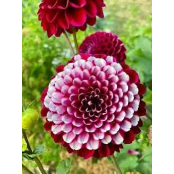 Common Dahlia Plants