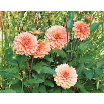 Organic Dahlia Plant Manufacturer