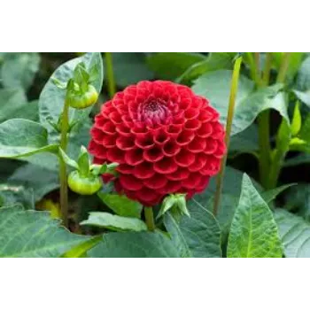 Natural Dahlia Plant Manufacturer